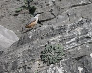 Rock Nuthatch_Karla_070123b.jpg