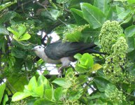 Kiribati Pigeon 2.jpg