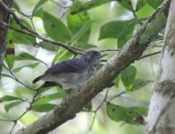 black_chinned_antbird.JPG