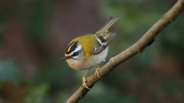 Firecrest West Wood January 2023 BLOG 8W6A0373.jpg