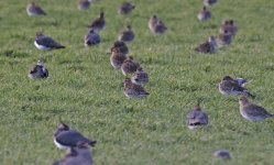 A Golden Plover 002.jpg