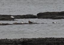 A Eider 010.jpg