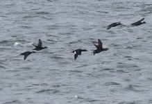 A Velvet Scoter 001.jpg