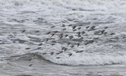 B Sanderling 003.jpg