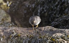 B Purple Sandpiper 004.jpg