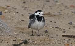 B Pied Wagtail 003.jpg