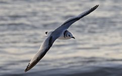 A Kittiwake 011.jpg