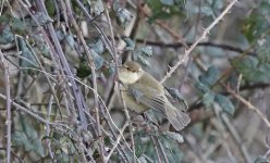 C Chiffchaff 010.jpg