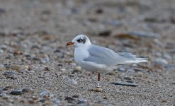 A Mediterranean Gull 013.jpg