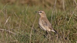 C Isabelline Wheatear 004.jpg