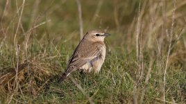 C Isabelline Wheatear 005.jpg