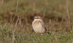 C Isabelline Wheatear 008.jpg