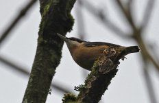 Nuthatch 010.jpg