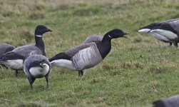 B Pale-bellied Brent Goose 006.jpg