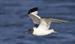 A Sabine's Gull 008.jpg