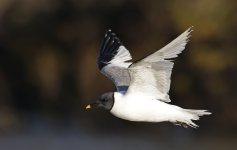 A Sabine's Gull 009.jpg