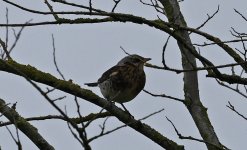 B Fieldfare 002.jpg