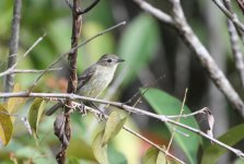 rufous_crowned_elaenia.JPG