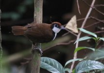 white_cheeked_antbird.JPG