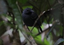 Black_headed_antbird.JPG