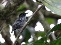 blackish_gray_antshrike.JPG