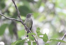 saffron_crested_tyrant_manakin.JPG