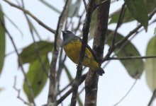 plumbeous_euphonia.JPG