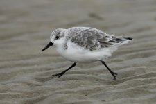 Sanderling.jpg