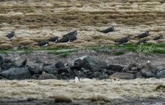 Northern lapwing (Vanellus vanellus) Kalloni Salt Pans 260123.jpg