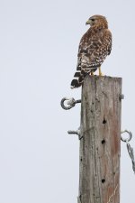 Red-shouldered Hawk 16d-denoise.JPG