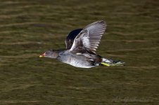 Moorhen-(30)-fbook.jpg