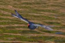 Moorhen-(36)-Rolling-Shutter-double-wing-fbook.jpg