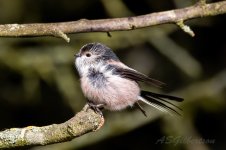 Long-tailed-Tit-(43)-fbook.jpg