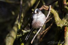 Long-tailed-Tit-(62)-fbook.jpg