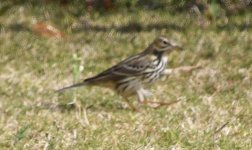 Pipit2.jpg