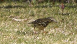 Pipit1.jpg