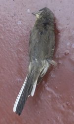 Dead Bird (1).jpg