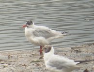 med gull.jpg