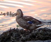 mallard dusk.jpg