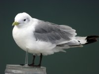 Kittiwake1.JPG