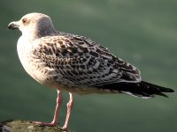 GBB Gull Imm.JPG