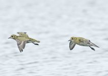 golden_plover-00069.jpg