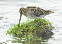 snipe-00115.jpg