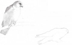 Red_Footed_Falcon2008.jpg