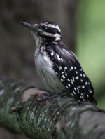 1.HairyWoodpecker.JPG