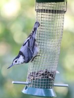 3.WhiteBreastedNuthatch.JPG