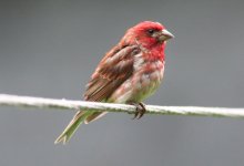 4.PurpleFinch.JPG