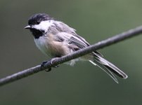 5.BlackCappedChickadee.JPG