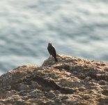 Maltese Mystery Bird (The Original).jpg