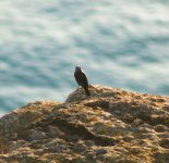 Maltese Mystery Bird (Enhanced).jpg